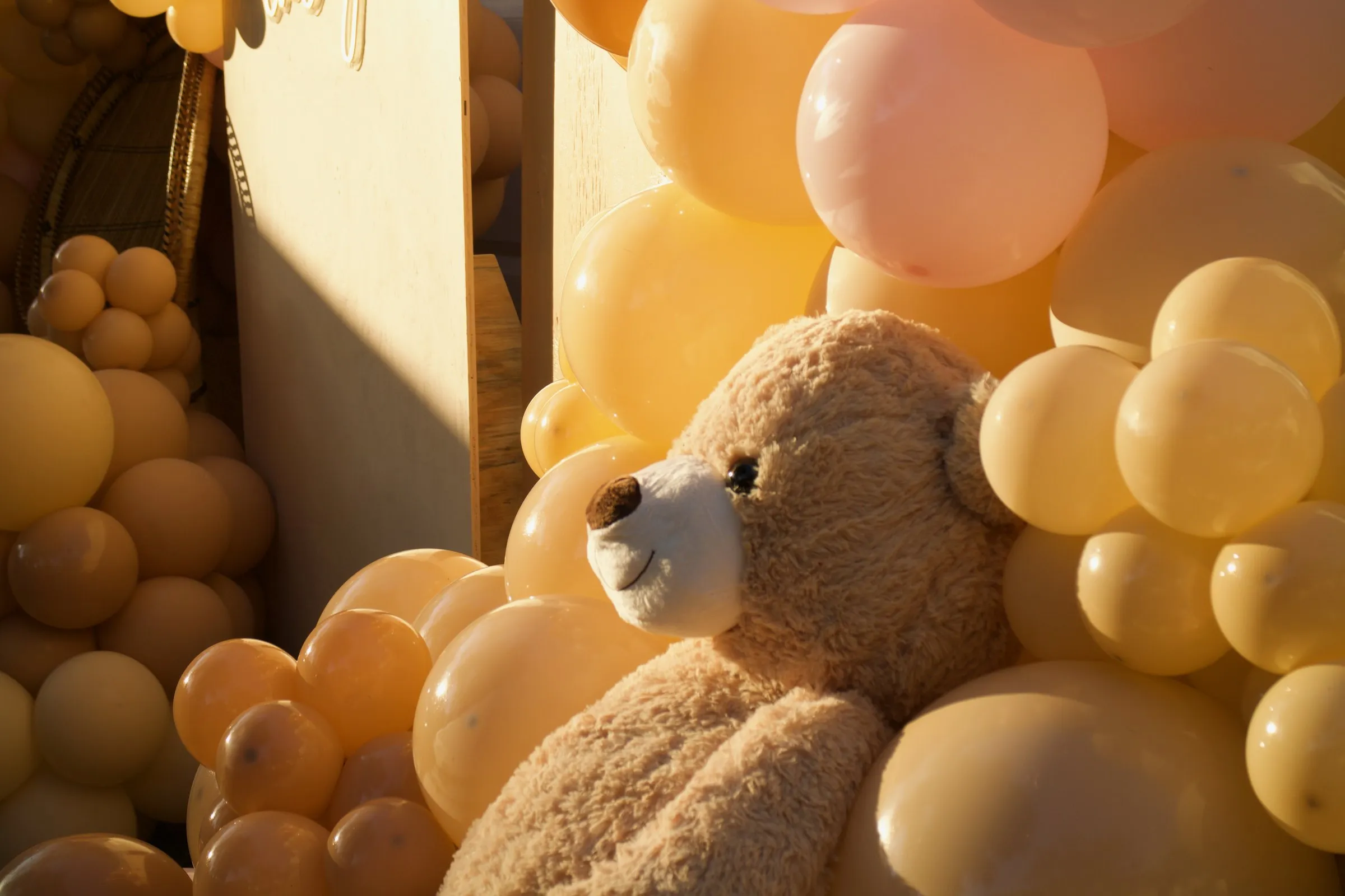 A teddy bear among peach and pink balloons, lit by low evening sun